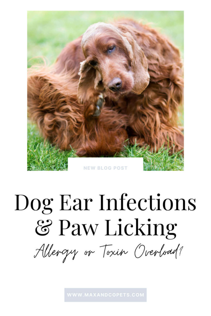 Dog Ear Infections