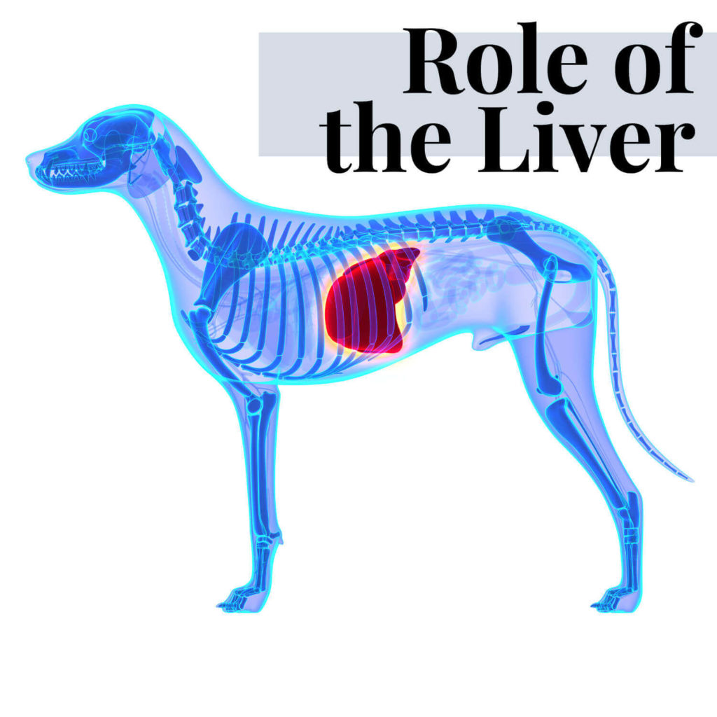 the role of the liver