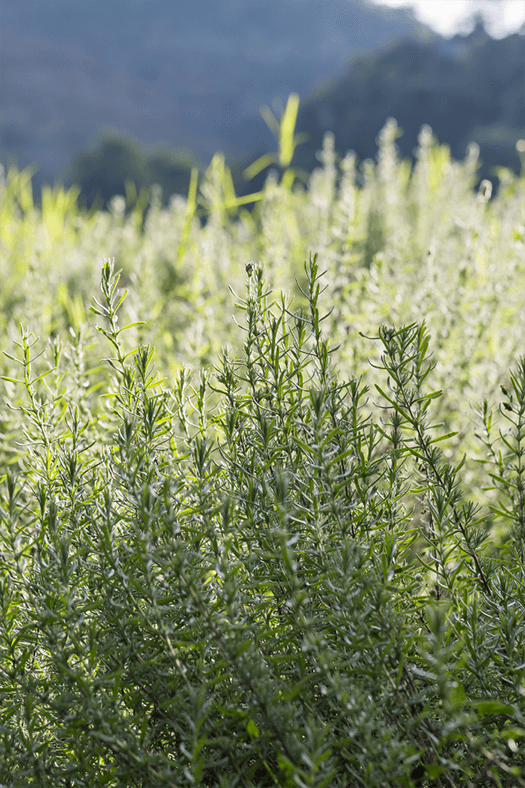 can dogs eat rosemary