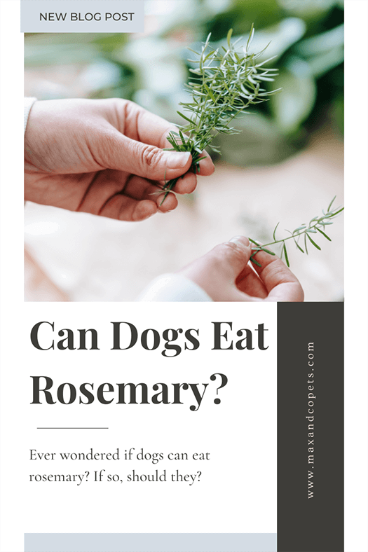 feeding a dog rosemary