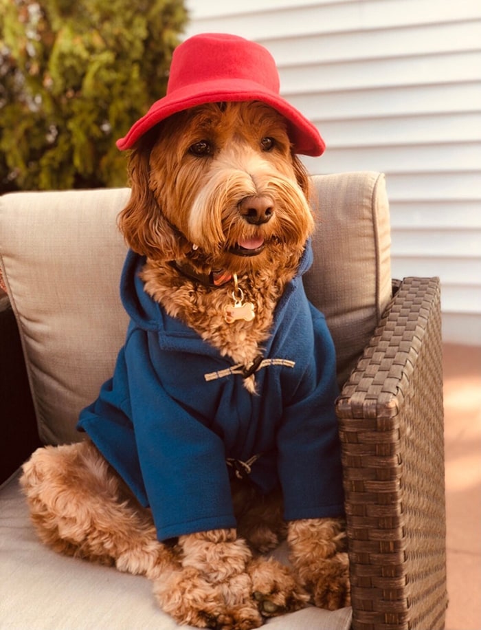 paddington bear dog costume