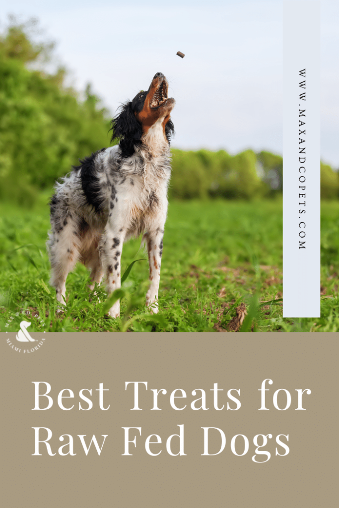 best treats for raw fed dogs