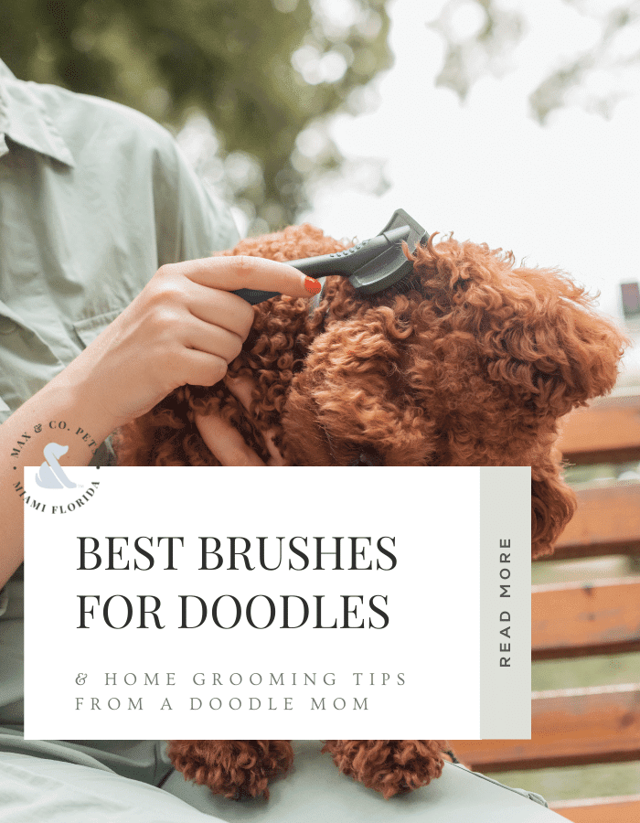 goldendoodle brushes and tips for grooming at home