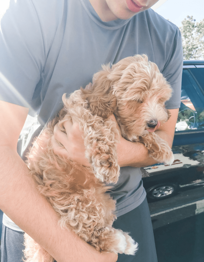 labradoodle breeder