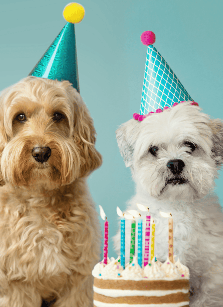 dog birthday cake