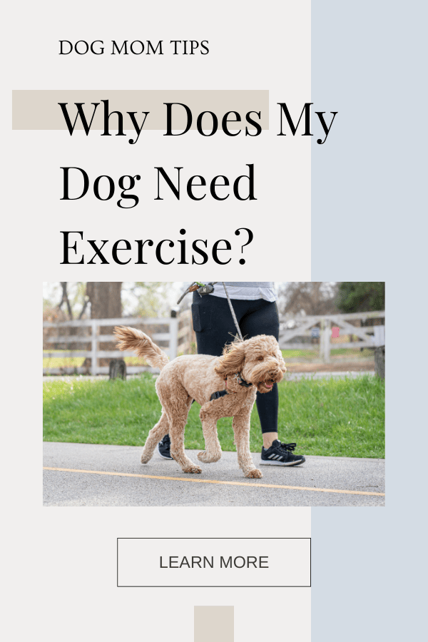 dog exercise