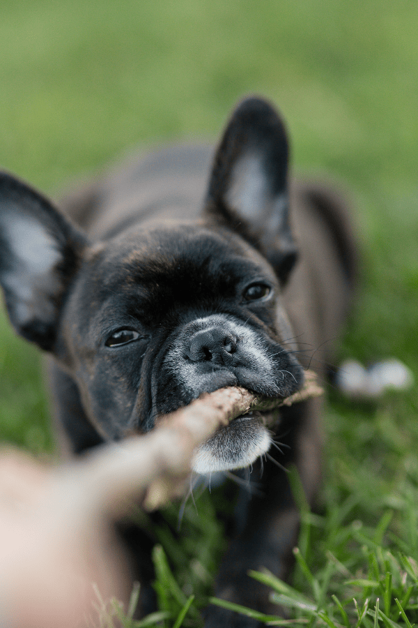 dog playing tug