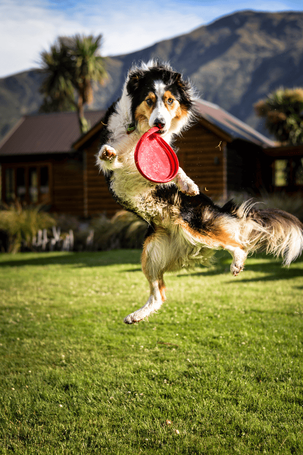 dog exercise and playing 