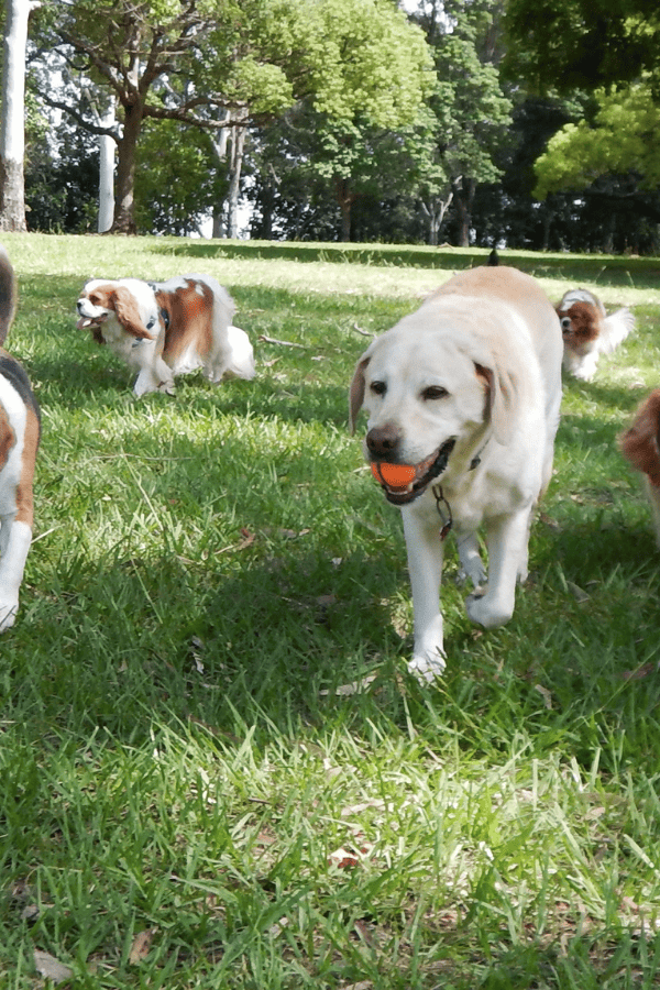 dog park