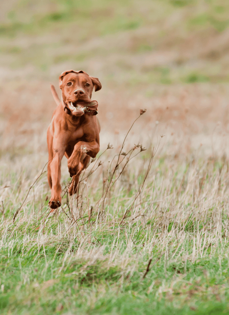 dog need exercise