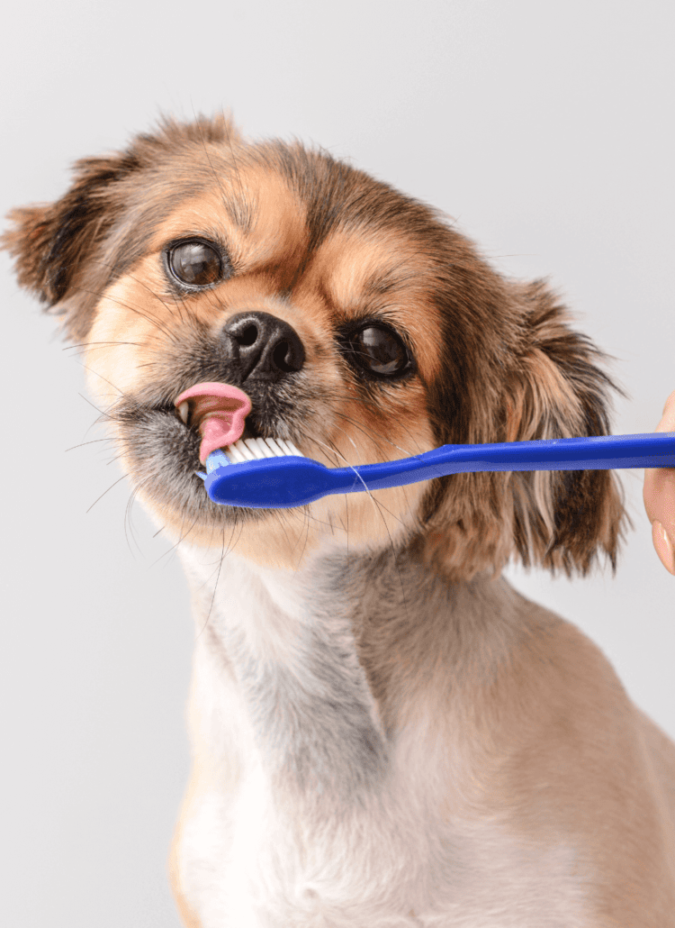 dog dental cleaning