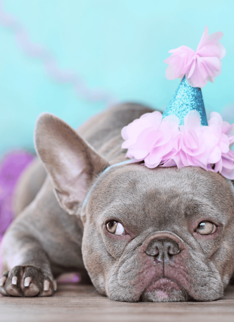 dog birthday party