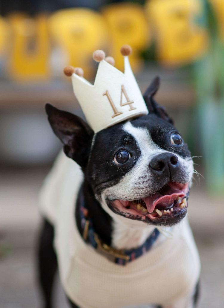 dog birthday party