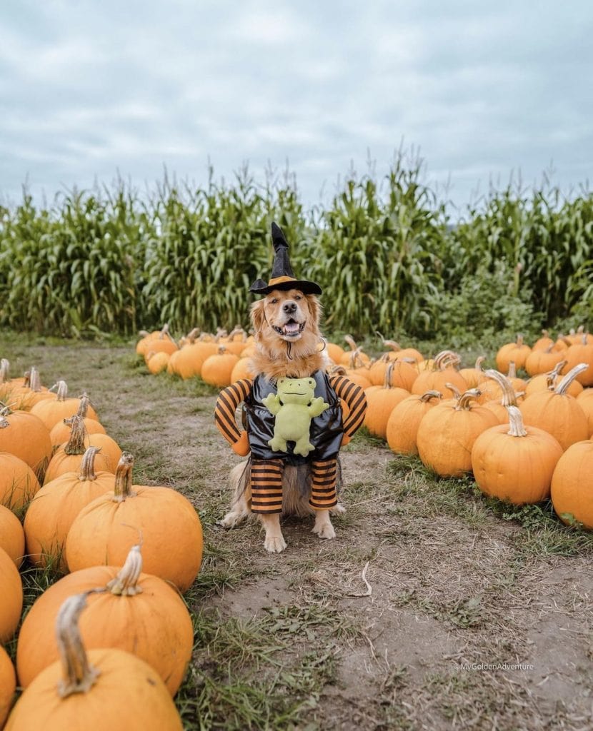 dog at the pumpkin patch