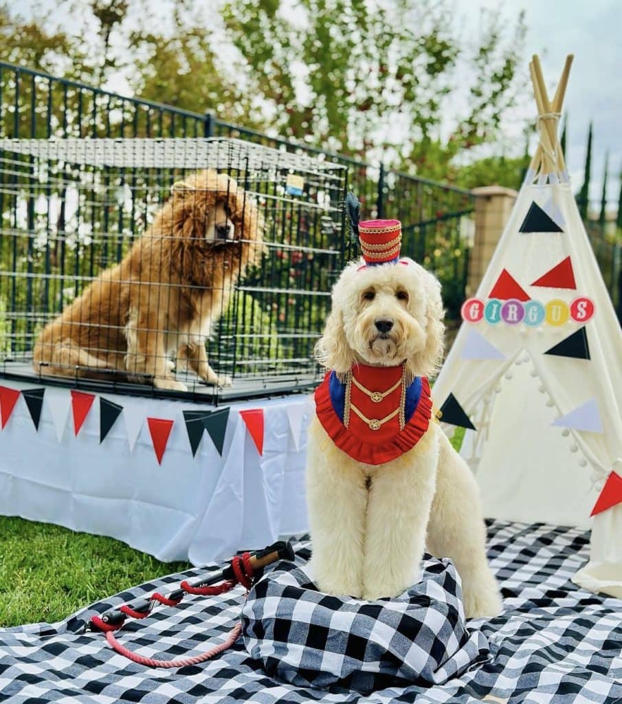 circus dog halloween costume