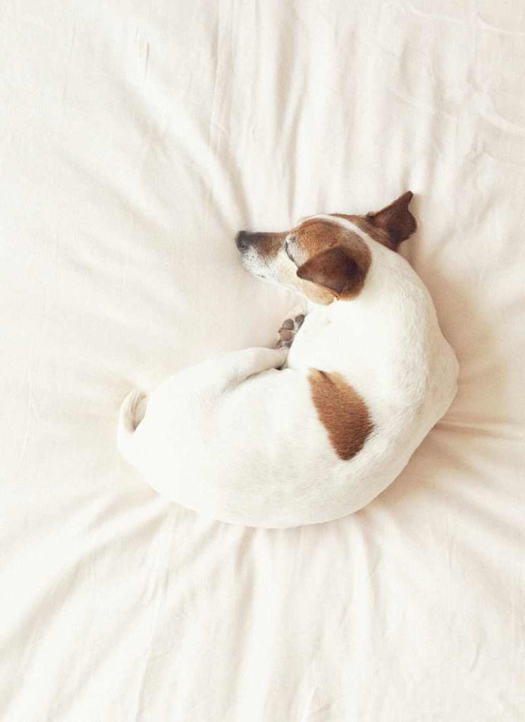 dog sleeping on a bed