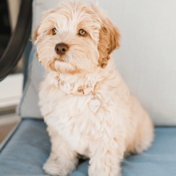 How to Groom a Labradoodle: Tips for a dog mom