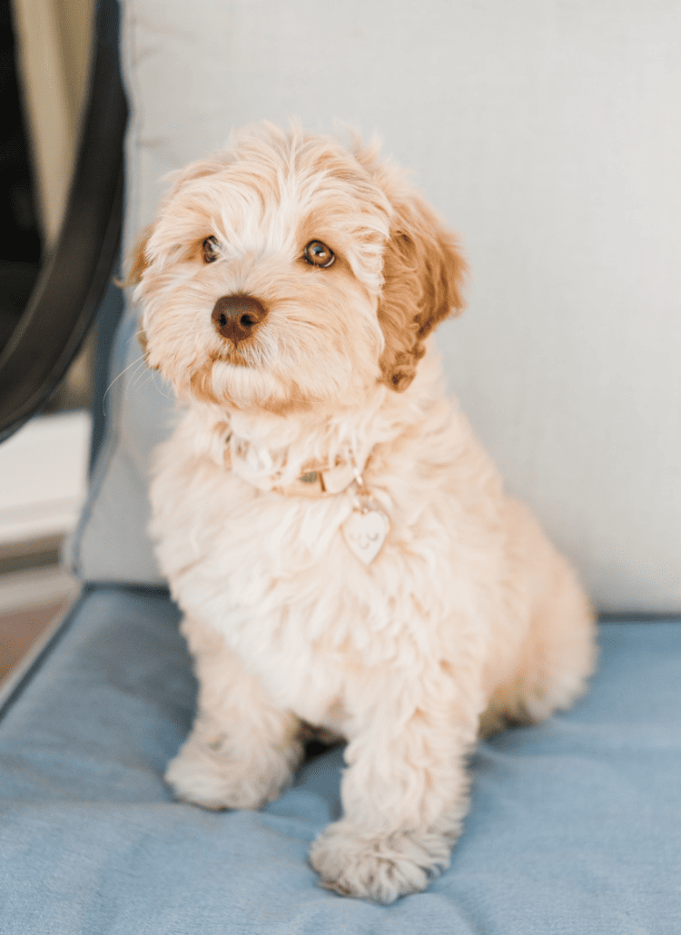 cream labradoodle puppy on blue chair