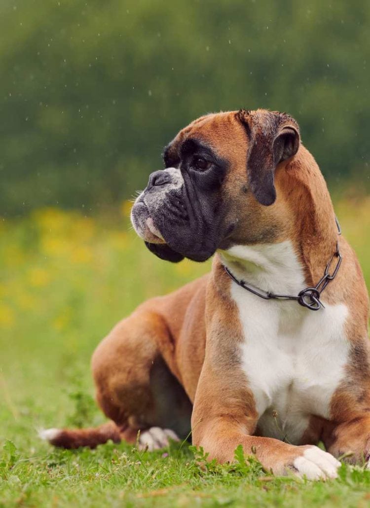 boxer dog laying in field