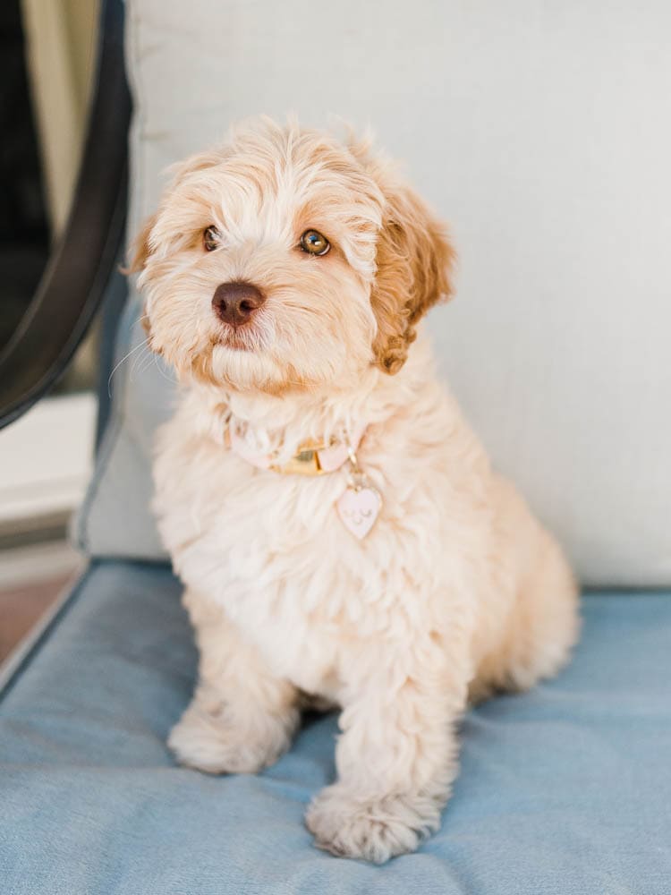 small labradoodle puppy on blue chair