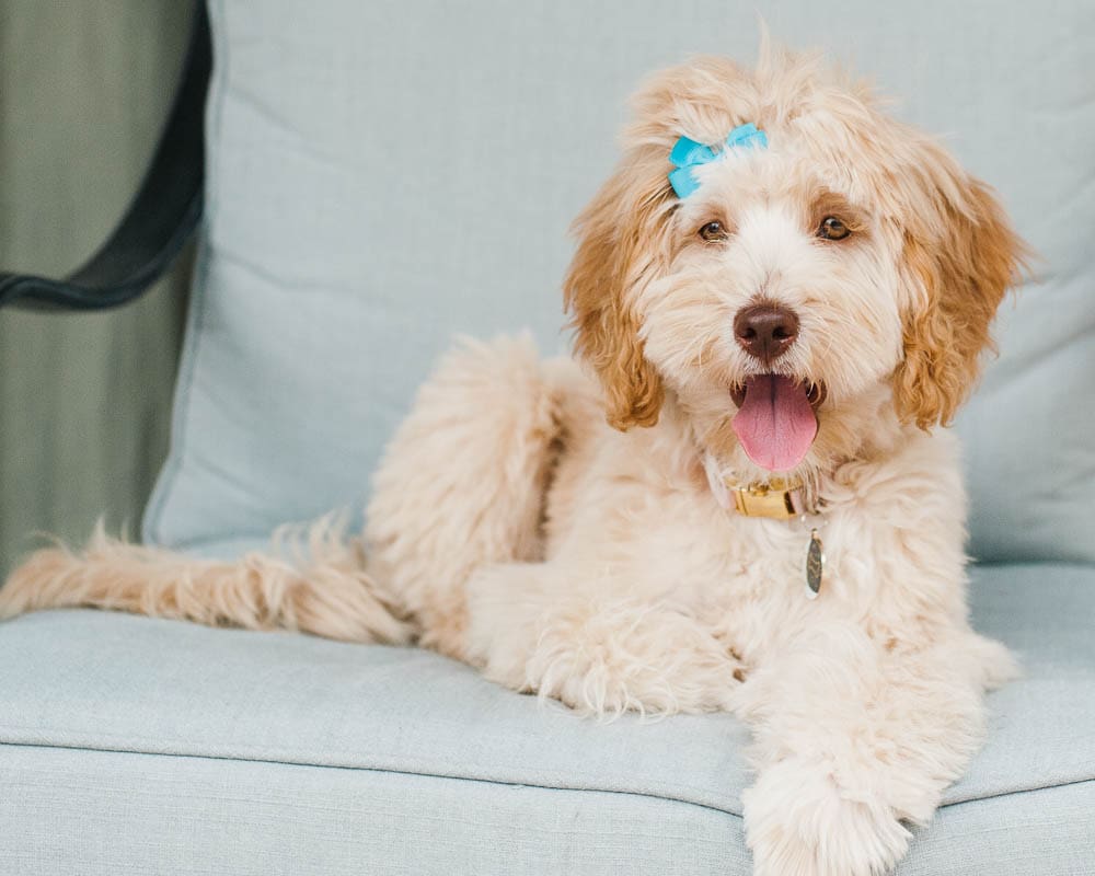 labradoodle puppy on a chair