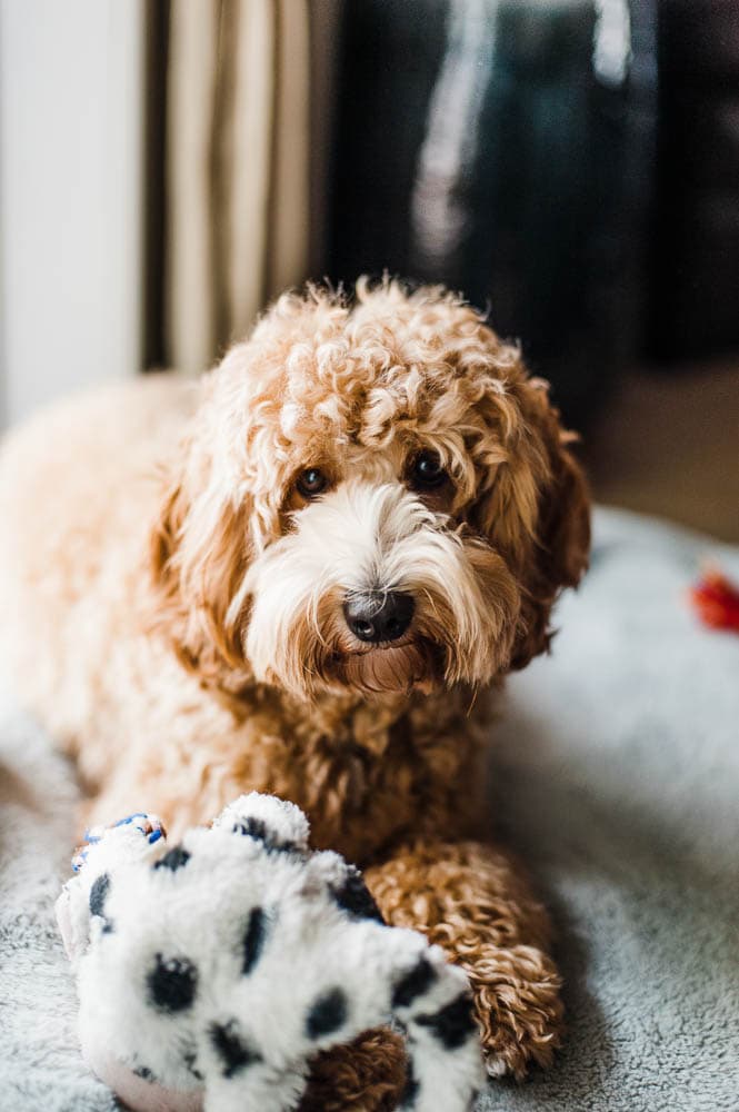 australian labradoodle dog with curly/wavy hair with toys