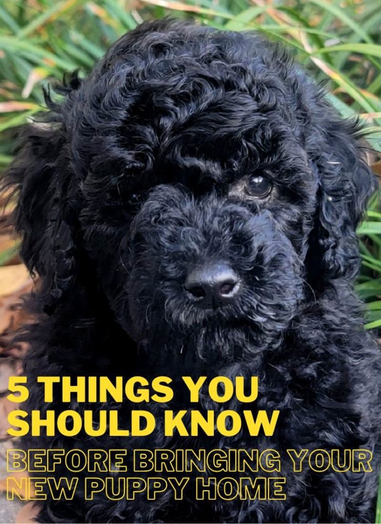 black poodle puppy