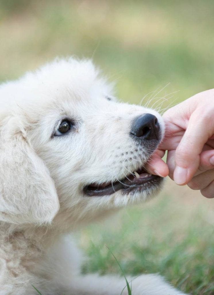 lab puppy biting hand