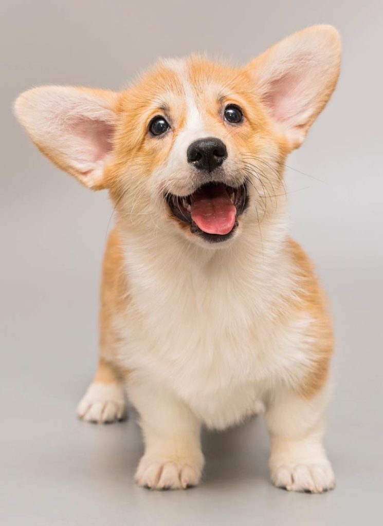 corgi puppy smiling