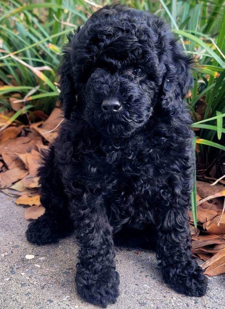 black miniature poodle puppy