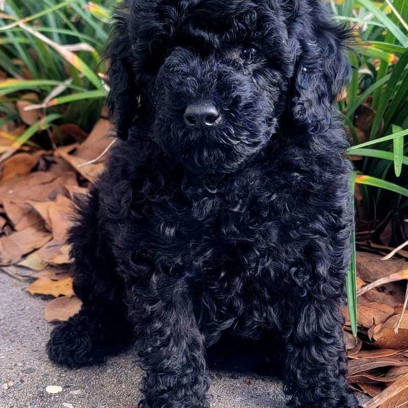 black miniature poodle puppy