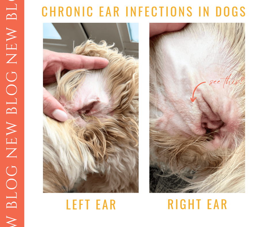 chronic ear infections in dogs