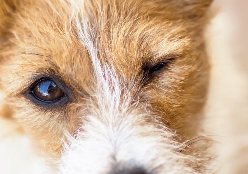 A Cry for Help: Navigating Dog Food Sensitivities and Chronic Ear Infections